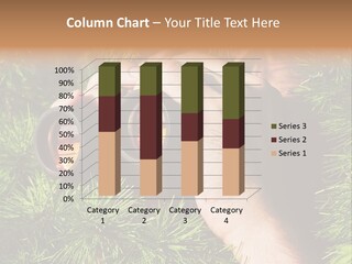 A Person Looking Through Binoculars In A Pine Tree PowerPoint Template