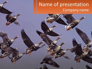 A Flock Of Birds Flying Through A Blue Sky PowerPoint Template