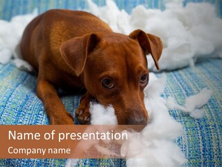 A Brown Dog Laying On Top Of A Pile Of Cotton PowerPoint Template