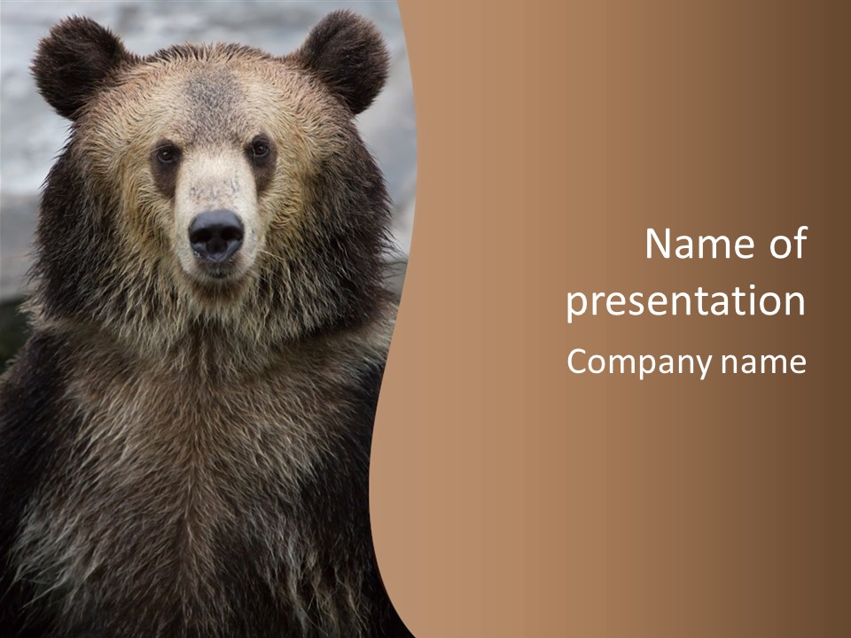 A Brown Bear Standing In Front Of A Mountain PowerPoint Template