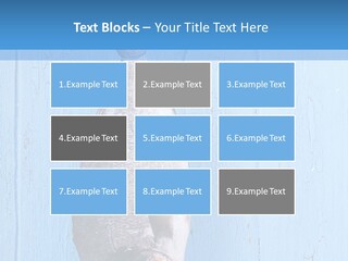 A Fish Hanging From A Hook On A Blue Wall PowerPoint Template