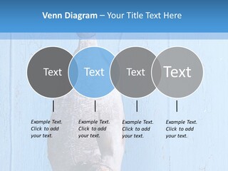 A Fish Hanging From A Hook On A Blue Wall PowerPoint Template