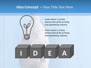 A Fish Hanging From A Hook On A Blue Wall PowerPoint Template