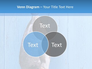 A Fish Hanging From A Hook On A Blue Wall PowerPoint Template