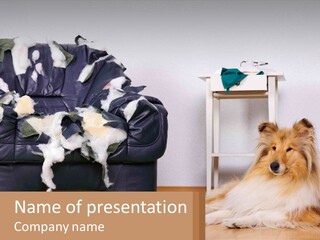 A Dog Sitting On The Floor Next To A Chair PowerPoint Template