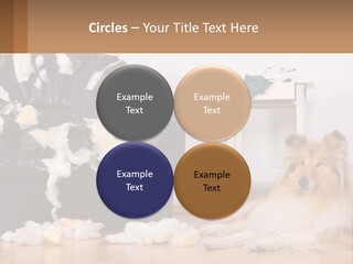 A Dog Sitting On The Floor Next To A Chair PowerPoint Template