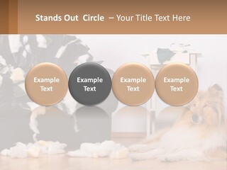 A Dog Sitting On The Floor Next To A Chair PowerPoint Template