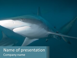 A Shark Is Swimming In The Blue Water PowerPoint Template