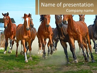 A Group Of Horses Running In A Field PowerPoint Template