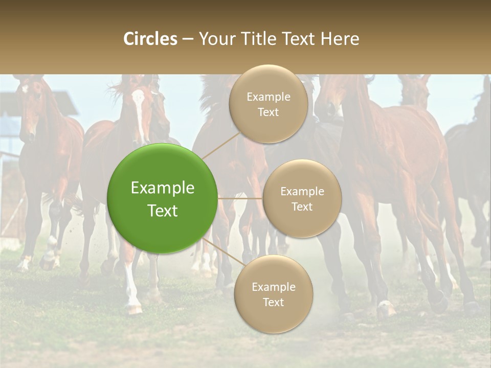A Group Of Horses Running In A Field PowerPoint Template