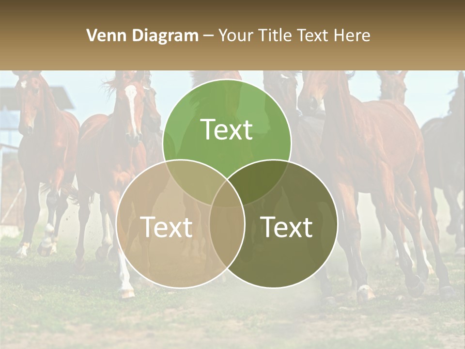 A Group Of Horses Running In A Field PowerPoint Template
