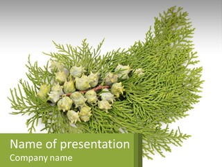 A Bunch Of Green Leaves On A White Background PowerPoint Template