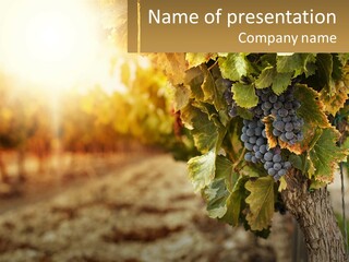 A Bunch Of Grapes Growing On A Vine PowerPoint Template