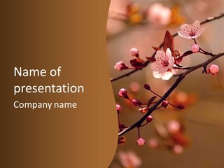 A Branch With Pink Flowers On It With A Brown Background PowerPoint Template