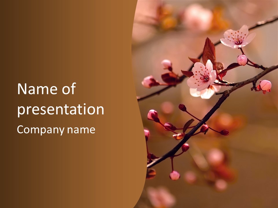 A Branch With Pink Flowers On It With A Brown Background PowerPoint Template