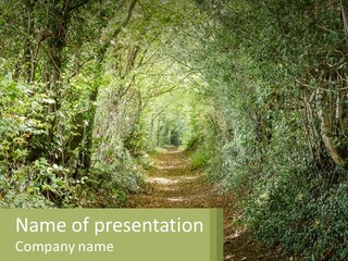 A Path In The Middle Of A Forest With Lots Of Trees PowerPoint Template