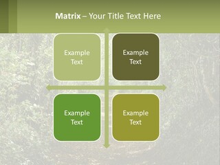 A Path In The Middle Of A Forest With Lots Of Trees PowerPoint Template