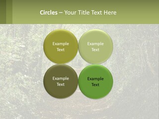 A Path In The Middle Of A Forest With Lots Of Trees PowerPoint Template