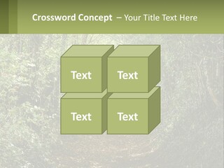 A Path In The Middle Of A Forest With Lots Of Trees PowerPoint Template