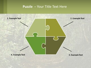 A Path In The Middle Of A Forest With Lots Of Trees PowerPoint Template