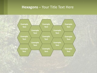 A Path In The Middle Of A Forest With Lots Of Trees PowerPoint Template
