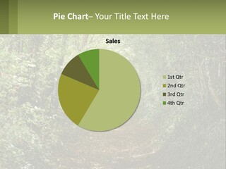 A Path In The Middle Of A Forest With Lots Of Trees PowerPoint Template