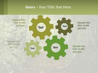 A Path In The Middle Of A Forest With Lots Of Trees PowerPoint Template