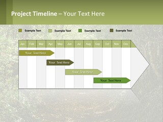 A Path In The Middle Of A Forest With Lots Of Trees PowerPoint Template