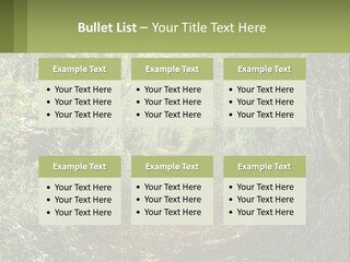A Path In The Middle Of A Forest With Lots Of Trees PowerPoint Template