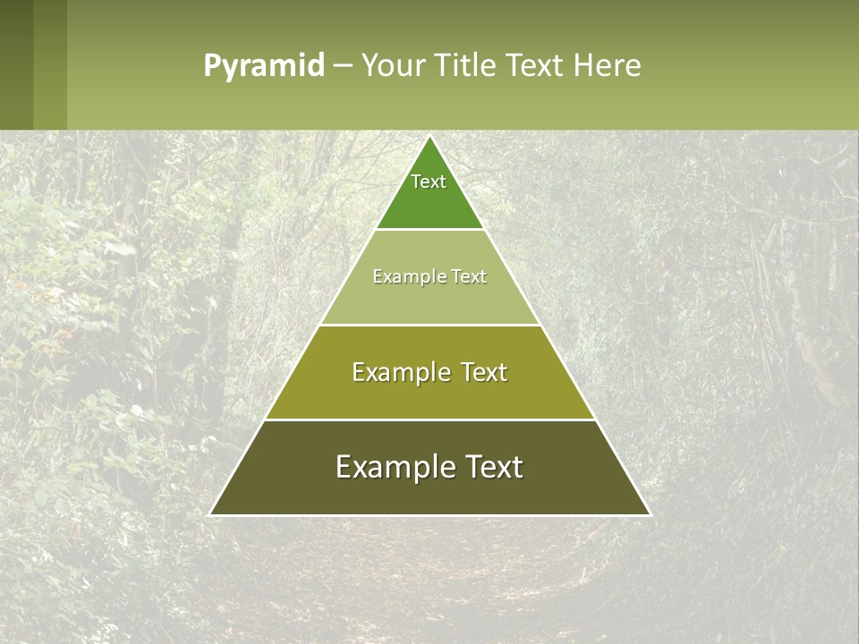 A Path In The Middle Of A Forest With Lots Of Trees PowerPoint Template
