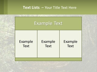 A Path In The Middle Of A Forest With Lots Of Trees PowerPoint Template