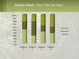 A Path In The Middle Of A Forest With Lots Of Trees PowerPoint Template