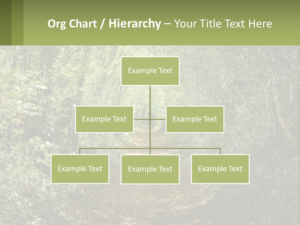 A Path In The Middle Of A Forest With Lots Of Trees PowerPoint Template