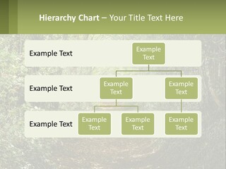 A Path In The Middle Of A Forest With Lots Of Trees PowerPoint Template