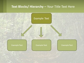 A Path In The Middle Of A Forest With Lots Of Trees PowerPoint Template