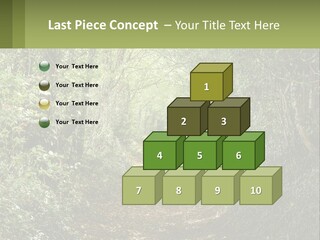A Path In The Middle Of A Forest With Lots Of Trees PowerPoint Template