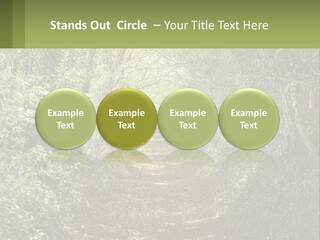 A Path In The Middle Of A Forest With Lots Of Trees PowerPoint Template