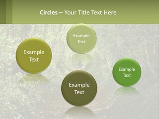 A Path In The Middle Of A Forest With Lots Of Trees PowerPoint Template