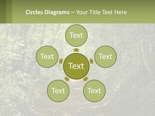 A Path In The Middle Of A Forest With Lots Of Trees PowerPoint Template