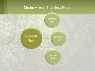 A Path In The Middle Of A Forest With Lots Of Trees PowerPoint Template