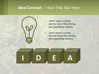 A Path In The Middle Of A Forest With Lots Of Trees PowerPoint Template