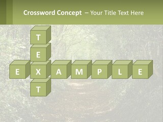 A Path In The Middle Of A Forest With Lots Of Trees PowerPoint Template
