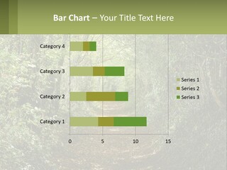 A Path In The Middle Of A Forest With Lots Of Trees PowerPoint Template