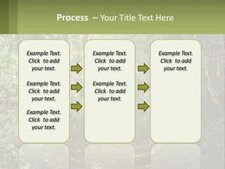 A Path In The Middle Of A Forest With Lots Of Trees PowerPoint Template