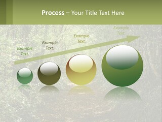 A Path In The Middle Of A Forest With Lots Of Trees PowerPoint Template