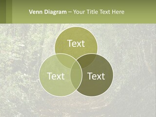 A Path In The Middle Of A Forest With Lots Of Trees PowerPoint Template
