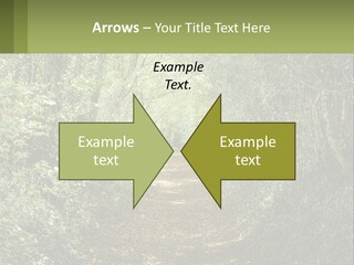 A Path In The Middle Of A Forest With Lots Of Trees PowerPoint Template