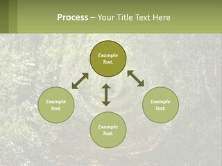 A Path In The Middle Of A Forest With Lots Of Trees PowerPoint Template