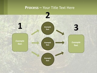 A Path In The Middle Of A Forest With Lots Of Trees PowerPoint Template