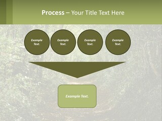 A Path In The Middle Of A Forest With Lots Of Trees PowerPoint Template